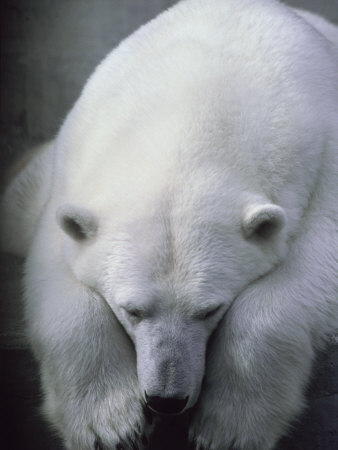 Polar Bear Lying Down
