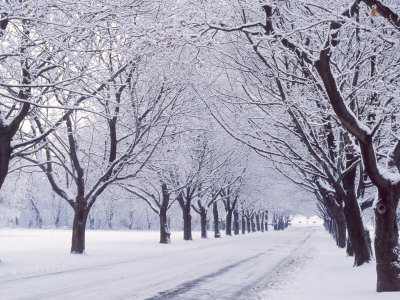 Maple Tree Grove in Winter, One of Four Seasons
