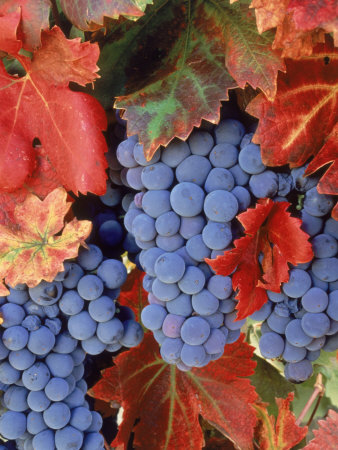 Zinfandel Grapes on Vine with Gold Fall Foliage, CA