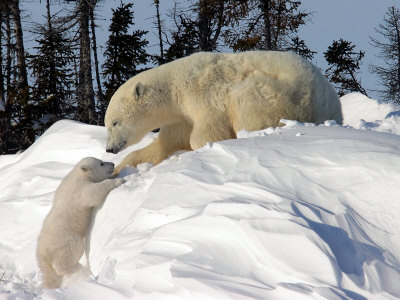 Two Month Old Cub and Mother Polar Bear