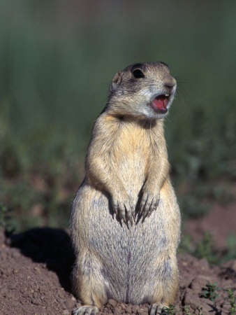 Buy White-Tailed Prairie Dog, Cynomys Gunnsioni, CO at AllPosters.com