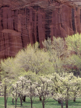 Red Cliffs Behind Fruit Trees