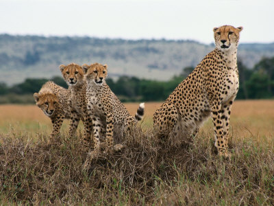 Cheetah & Cubs, Termite Mound, Masai Mara, Keny