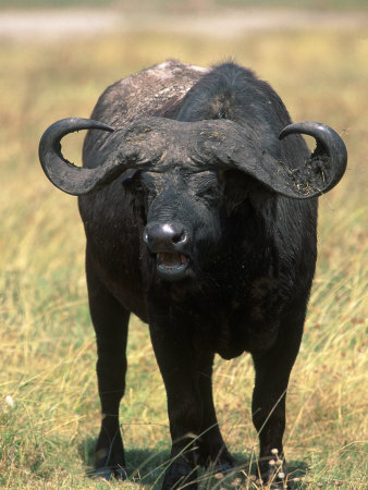 African Buffalo, Syncerus Caffer, Tanzania
