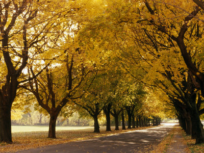 Maple Tree Grove in Park, WI