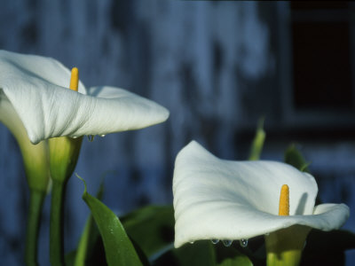 Calla Lilies