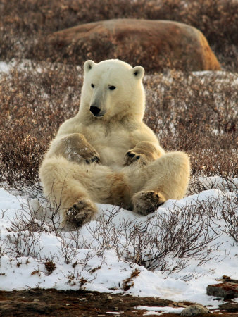 Polar Bear, Ursus Maritimus, Churchill, Manitoba