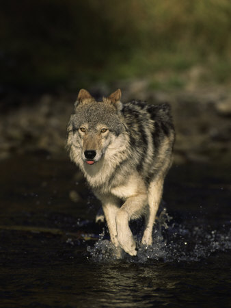 Limber Wolf Running Through River, Canis Lupus