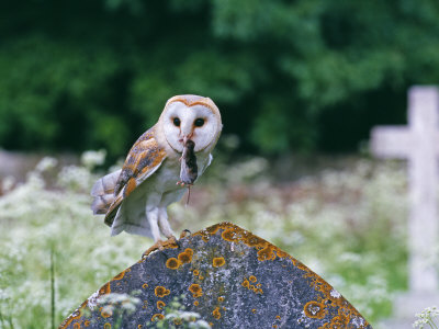 Barn Owl, with Shrew, UK