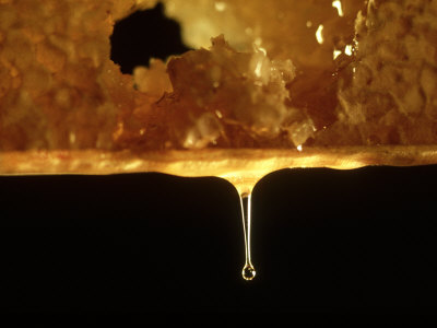 Honey Bee, Honey Dripping from Comb
