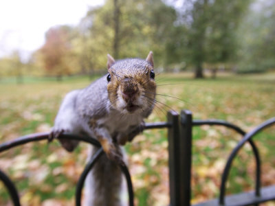 Grey Squirrel, St. James Park, London