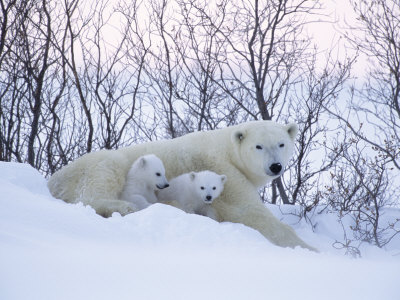 Polar Bears, Mother with Very Young Cubs Just Leaving Winter Den, Manitoba, Canada