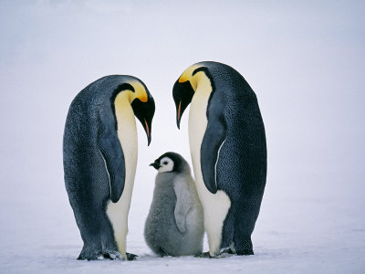 Emperor Penguins, Family, Antarctica