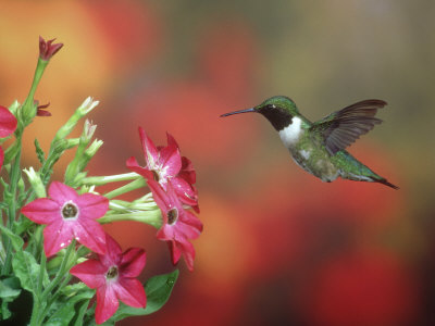 Ruby-Throated Hummingbird, Male, Illinois