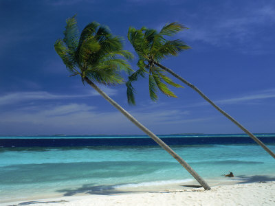 Palm Trees on Tropical Beach, Maldives