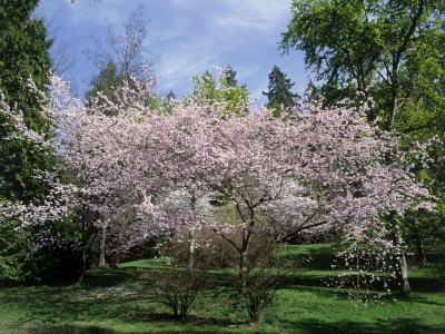 Cherry Trees in Bloom