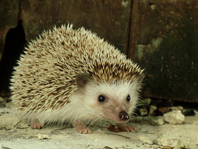 Buy Four-Toed Hedgehog, England, UK at AllPosters.com