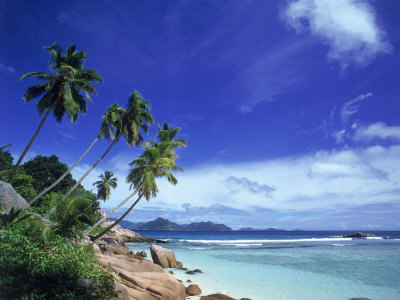 Palm Trees and Ocean, La Digue, Seychelles