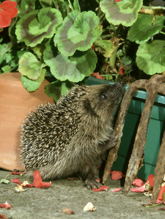 Hedgehog, Climbing up into Flower Container