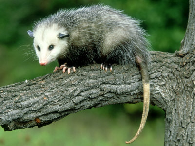 Buy Opossum on Branch, USA at AllPosters.com