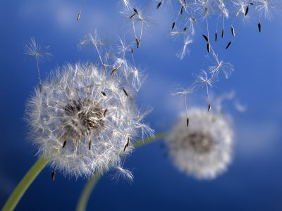 Dandelions Blowing in the Wind