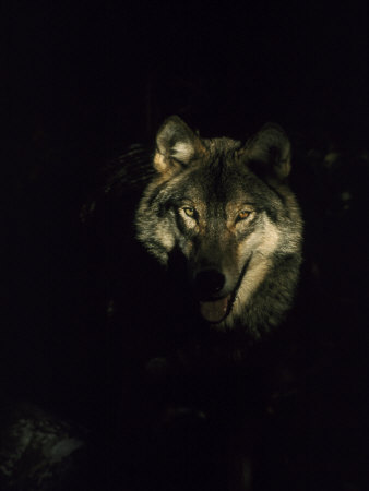 Timber Wolf, USA