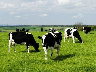 Freisian Cows, Oxfordshire, UK