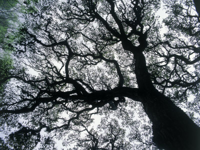 Old Oak Tree Limbs Against the Sky, TX