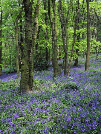 Buy Bluebells in Deciduous Woodland, UK at AllPosters.com