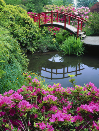 Azaleas and Moon Bridge, Kubota Garden