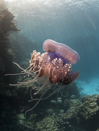 Jelly Fish, St. Johns Reef, Red Sea