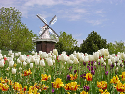 Mi, Holland Tulip Festival, Windmill and Flowers