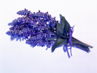 Bouquet of Lavender Poster