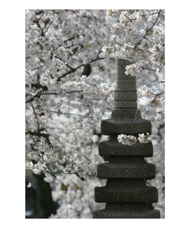 Cherry Blossom With Japanese Pagoda