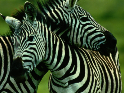 Burchells Zebras