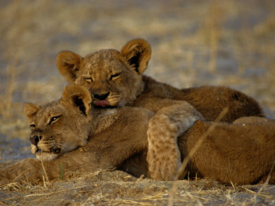 Two Lion Cubs Snuggle Together on the Ground