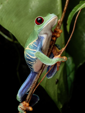 Buy A Red-Eyed Tree Frog Climbing a Vine at AllPosters.com