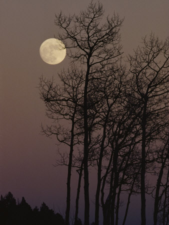 A Cluster of Aspens is Silhouetted against the Evening Sky