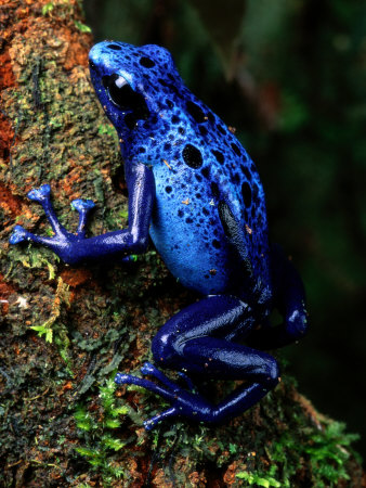 Buy Blue Poison-Dart Frog at AllPosters.com