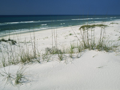 Buy Dune Grasses Hold White Sand in Place Along a Stretch of Beach at AllPosters.com