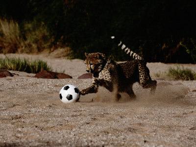 A Domesticated African Cheetah Shows its Natural Speed While Playing with a Soccer Ball