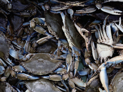 Buy Close-up of Blue Crabs Caught in a Crab Pot at AllPosters.com