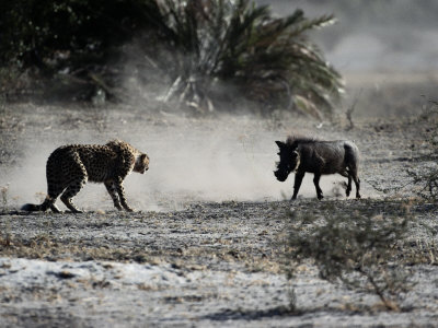 Buy An African Cheetah and a Warthog Kick up Clouds of Dust in a Tense Confrontation at AllPosters.com