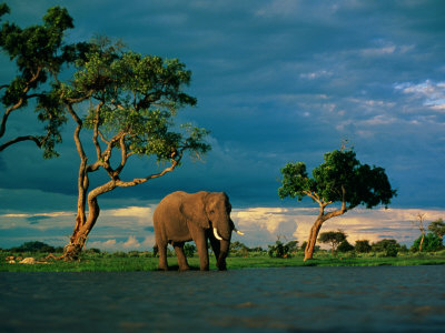 Buy Elephant by a Water Hole on the African Plain at AllPosters.com