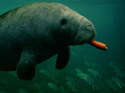 Buy A West Indian Manatee Eats a Carrot at AllPosters.com
