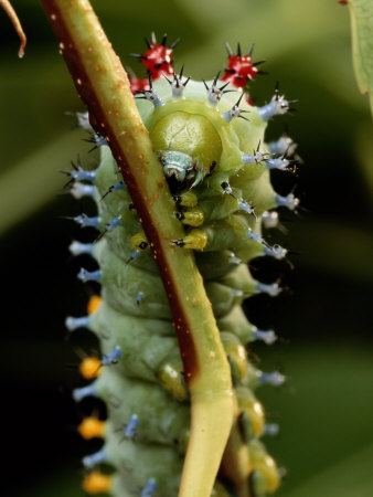 A Cecropia Moth Caterpillar Crawls Along a Stem