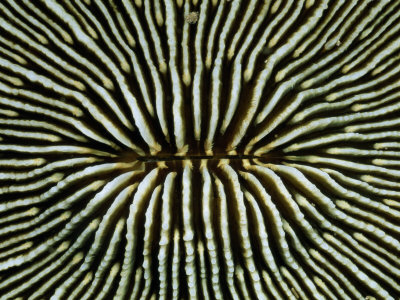Buy Close-View of the Intricately Patterned Exterior of a Mushroom Coral at AllPosters.com