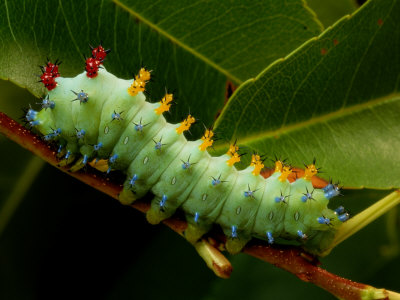 The Caterpillar of a Cecropia Moth Feeds on a Leaf