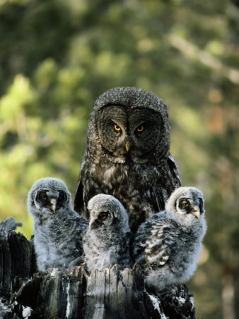 Buy Female Great Gray Owl and Her Three Babies at AllPosters.com