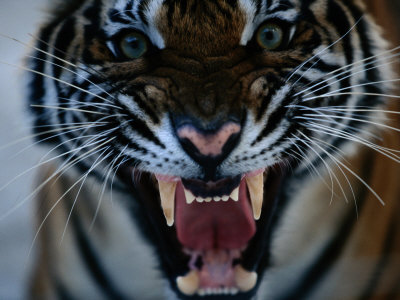 Buy Snarling Tiger at AllPosters.com